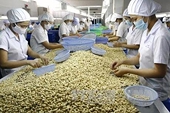 Xuất khẩu điều... tiêu điều, Hiệp hội Điều Việt Nam muốn giảm chỉ tiêu xuất khẩu