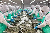 Mỹ đang là thị trường số 1 của nhiều loài thủy sản thế mạnh của Việt Nam