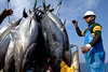 Xuất khẩu cá ngừ sang Mỹ sẽ cạnh tranh khốc liệt nếu Trung Quốc được giảm thuế
