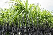 Kết luận đường nhập khẩu từ 5 nước ASEAN né thuế, Bộ Công Thương kiến nghị áp biện pháp chống lẩn tránh phòng vệ thương mại