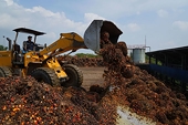 Indonesia miễn thuế xuất khẩu dầu cọ để đẩy hàng tồn