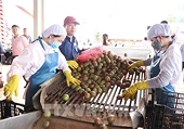 Điểm tựa đưa nông sản Việt vươn xa
