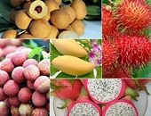 Trái cây xuất chính ngạch sang Trung Quốc luôn ở tốp đầu xuất khẩu trái cây