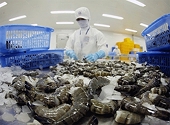 Xuất khẩu tôm năm 2022 dự kiến mang về 4,2 tỷ USD