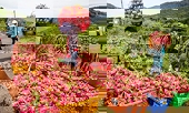Gập ghềnh “xa lộ” xuất khẩu vào EU
