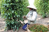 Xuất khẩu hồ tiêu sang các thị trường trọng điểm giảm, vì sao?
