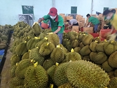 Trung Quốc lưu ý những "con bọ" nào không được xuất hiện trong trái sầu riêng xuất khẩu?