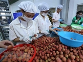 Bước tiến lớn đưa trái cây Việt Nam xuất khẩu sang Hoa Kỳ
