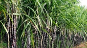 Bộ Công Thương ban hành Quyết định áp dụng biện pháp chống lẩn tránh biện pháp phòng vệ thương mại đối với một số sản phẩm đường mía (Mã số vụ việc: AC02.AD13-AS01)