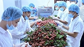 Xuất khẩu rau quả sang nhiều thị trường tăng mạnh, trừ Trung Quốc và Nga