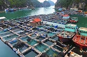 Phấn đấu đến năm 2030, giá trị xuất khẩu thủy sản đạt 12 tỷ USD/năm
