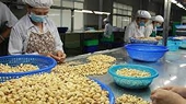 Quy định mới về kiểm soát an toàn thực phẩm gây khó doanh nghiệp xuất khẩu điều