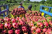Xuất khẩu nông sản sang Trung Quốc đối mặt nhiều rào cản mới