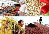 Chất lượng xuất khẩu chưa đạt như mong muốn