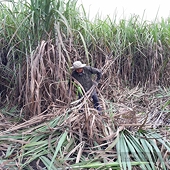 Áp thuế gần 48% với đường có xuất xứ từ Thái Lan, ngành đường kỳ vọng sẽ “ngọt” vào cuối năm