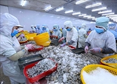 Xuất khẩu tôm và cá tra tăng trưởng trái chiều