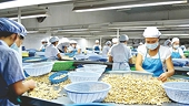 Khó khăn “bủa vây” doanh nghiệp xuất khẩu điều