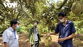 Xuất khẩu sầu riêng sang Trung Quốc cần duy trì tiêu chuẩn đáp ứng