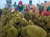 Xuất hiện tình trạng mạo danh mã số vùng trồng để xuất khẩu sầu riêng sang Trung Quốc