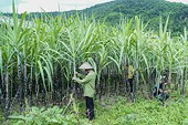 Bộ Công Thương ban hành Quyết định rà soát lần thứ nhất việc áp dụng BPCBPG và CTC đối với một số sản phẩm đường mía từ Vương quốc Thái Lan