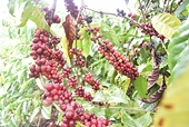Lưu ý doanh nghiệp các quy định để gia tăng xuất khẩu sang thị trường Bắc Âu