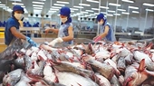 Xuất khẩu cá tra vượt rào cản bán phá giá