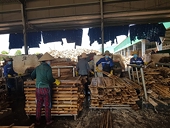 Doanh nghiệp xuất khẩu gỗ vướng mắc chứng minh nguồn gốc gỗ rừng trồng