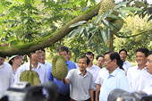 Xuất 20 công sầu riêng đầu tiên sang Trung Quốc theo đường chính ngạch