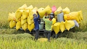 Làn sóng cấm xuất khẩu lương thực toàn cầu: Cơ hội vàng cho hạt gạo Việt Nam?