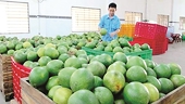 Những lưu ý khi xuất khẩu bưởi sang Mỹ