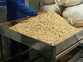 Nhiều vướng mắc trong xuất nhập khẩu điều
