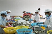 Nhiều cơ hội cho xuất khẩu tôm