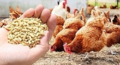 Nhập khẩu sản phẩm chăn nuôi: Thách thức lớn đối với ngành chăn nuôi?