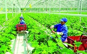 Thênh thang cơ hội xuất khẩu nông sản hữu cơ