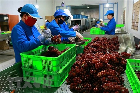 TTWTO VCCI - PVTM - Xây dựng chuỗi giá trị nông sản để tận dụng cơ hội xuất khẩu
