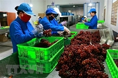 Xây dựng chuỗi giá trị nông sản để tận dụng cơ hội xuất khẩu