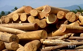 Ứng dụng chuyển đổi số- lời giải cho nút thắt truy xuất nguồn gốc gỗ hợp pháp