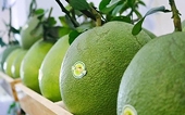 Trái bưởi Việt Nam muốn xuất sang Mỹ cần đáp ứng yêu cầu gì?