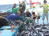Số hóa nghề cá để khắc phục ‘thẻ vàng’ IUU và hướng đến phát triển bền vững
