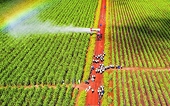 Ngành mía đường khởi sắc hơn nhờ các biện pháp chống bán phá giá