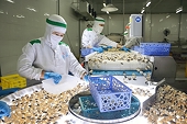 EU đang ở đâu trong bức tranh xuất khẩu thuỷ sản Việt Nam?