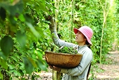 Xuất khẩu hồ tiêu: Khó khăn “vắt” cả sang năm 2023