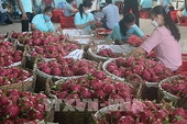 Đến năm 2025, xuất khẩu trái cây sẽ đạt trên 5 tỷ USD