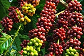 Nắm bắt lợi thế, cà phê Việt chinh phục kỷ lục mới