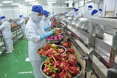 Thiếu công nghệ bảo quản, trái cây xuất khẩu khó đi xa