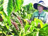 Xuất khẩu tăng mạnh, cà phê Việt Nam nhiều cơ hội tại Pháp, Canada