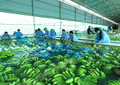 Nông sản “chạy đua” lập kỷ lục 55 tỷ USD xuất khẩu