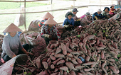 Những lưu ý khi xuất khẩu khoai lang sang Trung Quốc