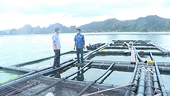 Xuất khẩu thuỷ sản Việt Nam: tiềm năng nhưng nhiều thách thức