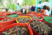 Chặn nguy cơ 'đứt' đơn hàng xuất khẩu